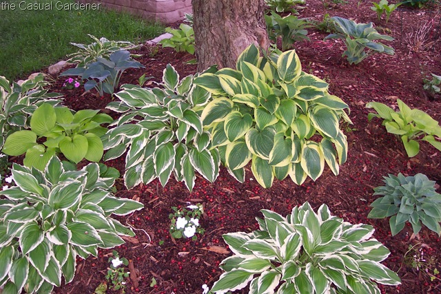 [First Year Hosta Garden[6].jpg]