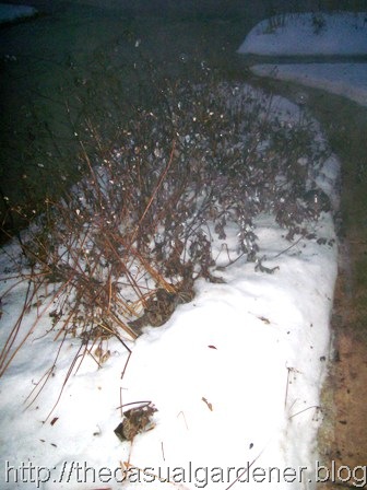 [DeadGarden089.jpg]