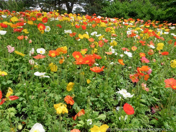 [Icelandic Poppies 09[7].jpg]