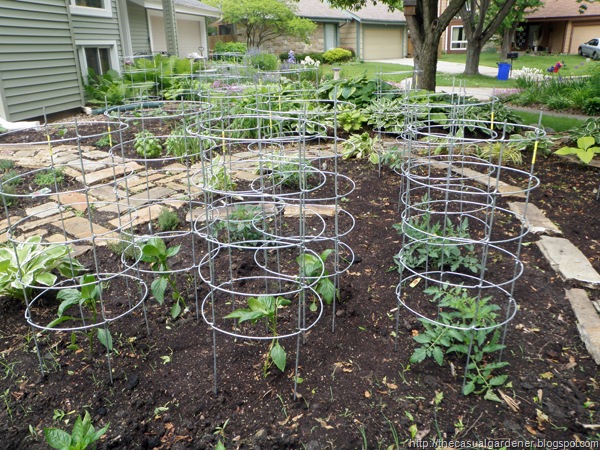[Texas Tomato Cages in Front Lawn[6].jpg]