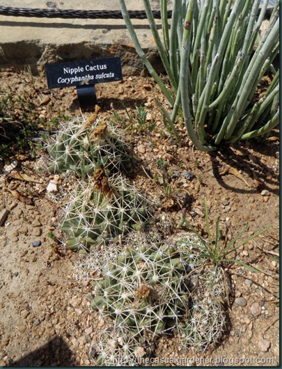 Nipple Cactus at Ladybird Johnson Wildflower Center        