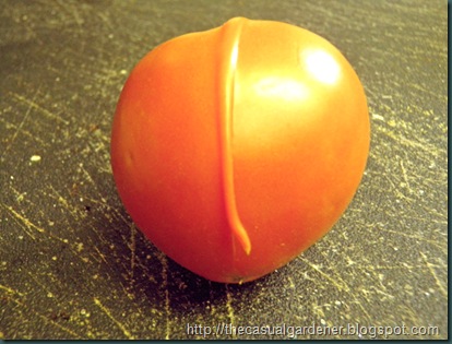 Shawna's Tomato With A Tail         