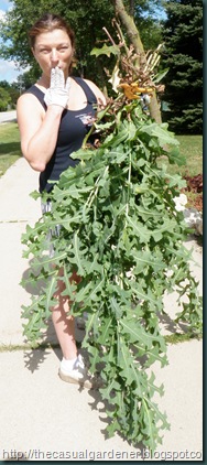Shawna's Weed From Hell a.k.a. World's Largest Suburban Weed    