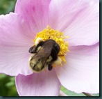 Anemone Bee