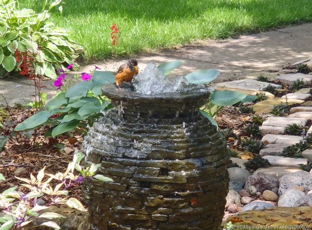 [Robin bathing in fountain[7].jpg]