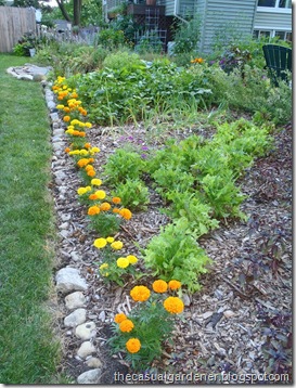 Row of marigolds next to veggie garden        