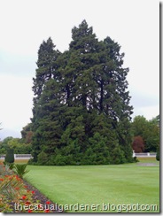 Queen Victoria's Giant Sequoia tree.       