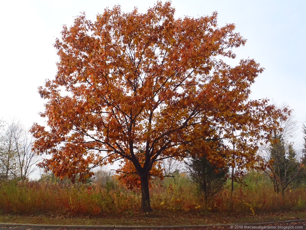[Fall Tree and Prairie[9].jpg]