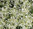 [Lacy White Breathless Euphorbia copy[16].jpg]