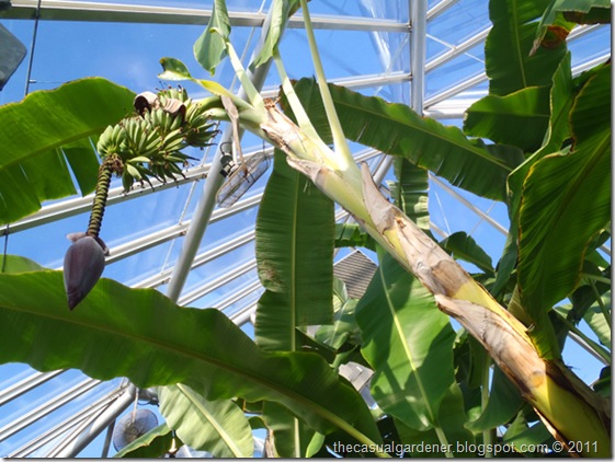 Greenhouse banana 