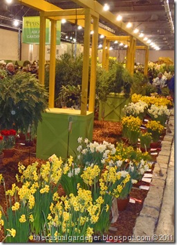 daffodil judging at the Philly garden show 2011