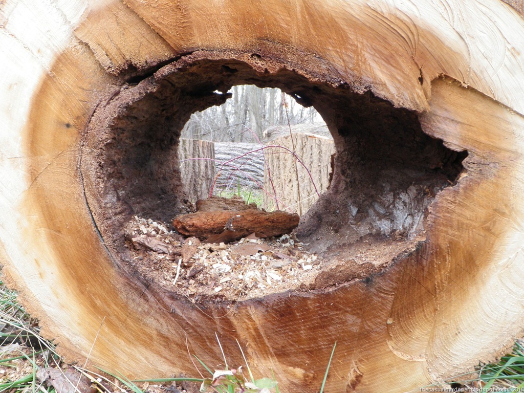 [Woodland in Spring[7].jpg]