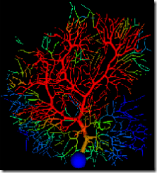 neuron-model-colorpng220