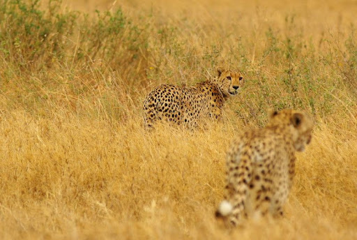 Animali_9.jpg