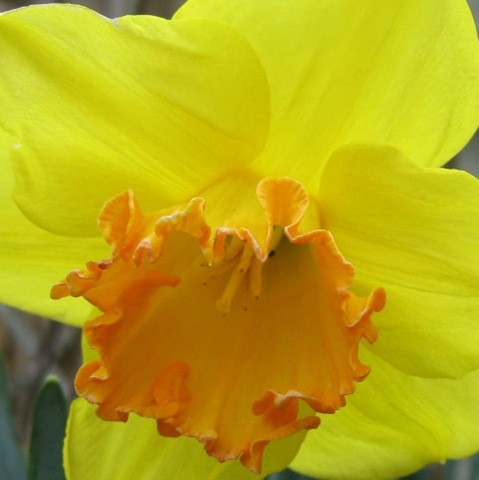 [Daffodil1[2].jpg]