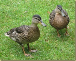 IMG_0752 IMG_0752