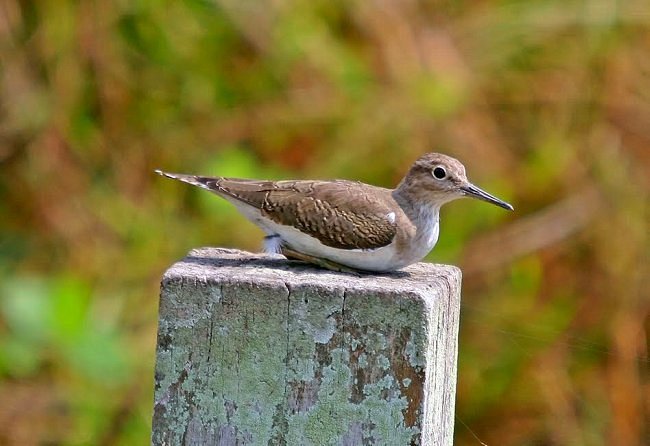 More Birds Of The Paddy Fields