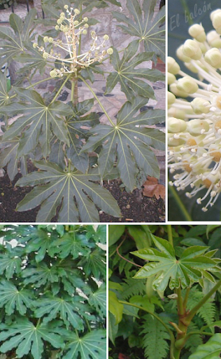La Aralia, Fatsia La Aralia, Fatsia