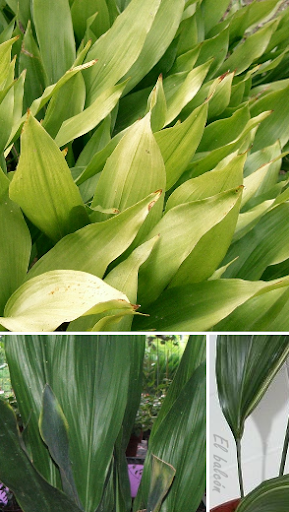 Aspidistra, Hojalata, Hojas de salón, Hoja de lata, Aspidistra, Hojalata, Hojas de salón, Hoja de lata,