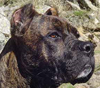 Alano Español raza Alano Español, perro Alano Español, Alano Español, cuidados Alano Español, mascota Alano Español