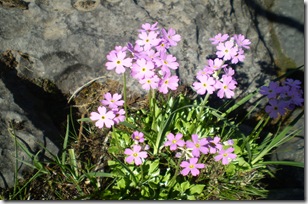 birds eye primrose