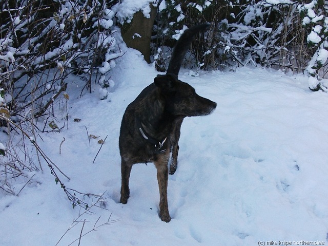 [snow morning 003[7].jpg]