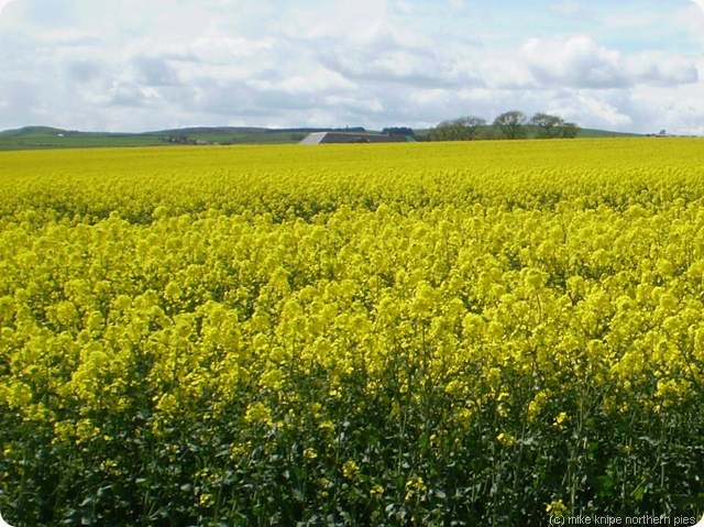 more oil seed rape more oil seed rape