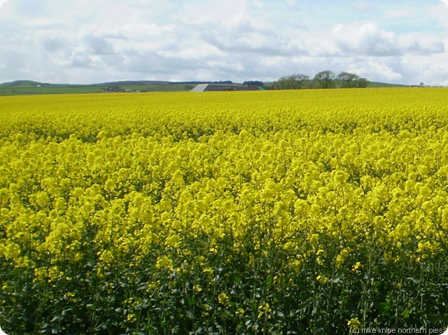 more oil seed rape