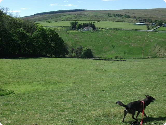 alston moor and happy dog