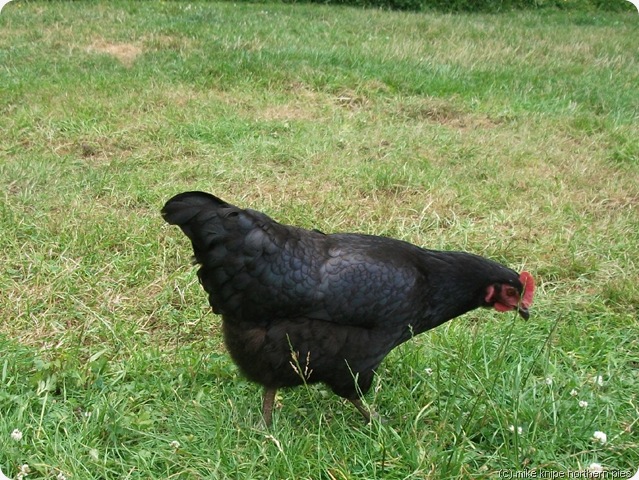 a campsite chicken a campsite chicken