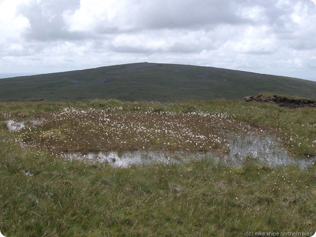 foel fraith flowery bog