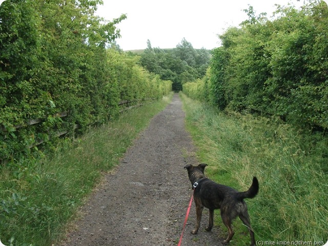 bridleway 37 roddymoor