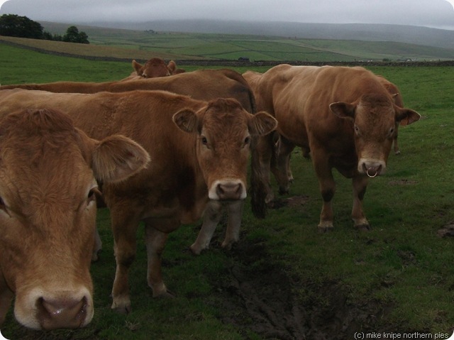 captain beefheart and his pals