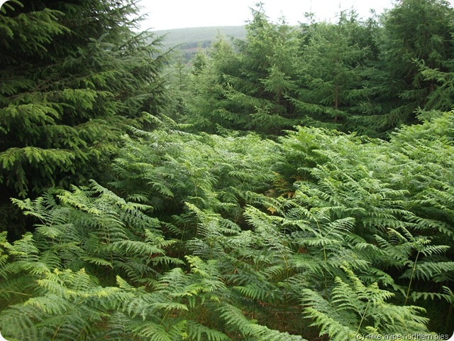spot the bridleway 2 spot the bridleway 2