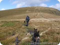 cadair bronwen