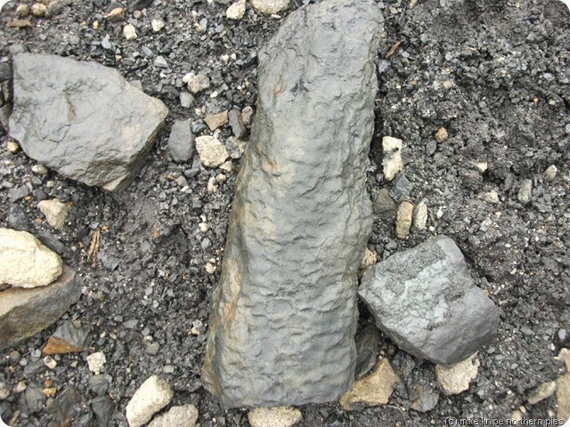 fossil fossil