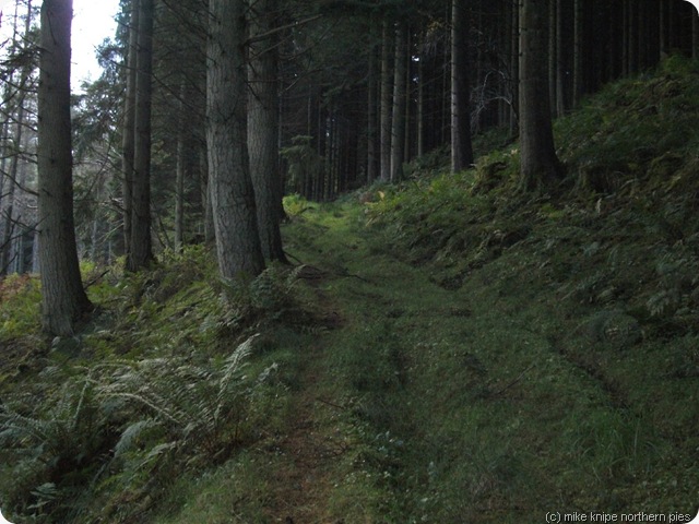 forest! forest!