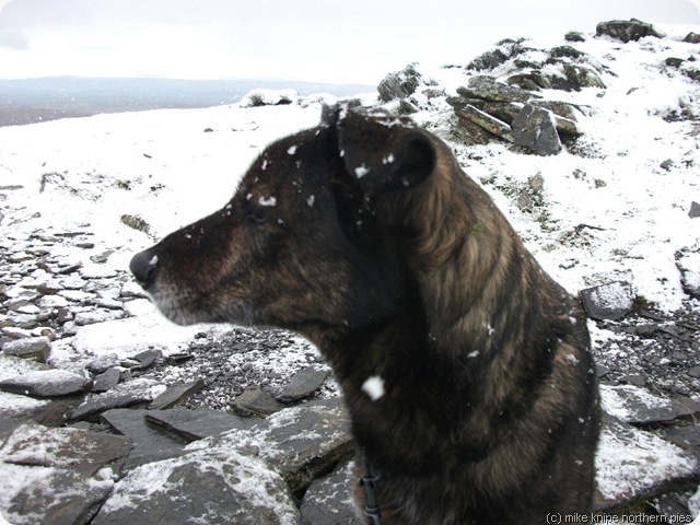 dog with snowflakes