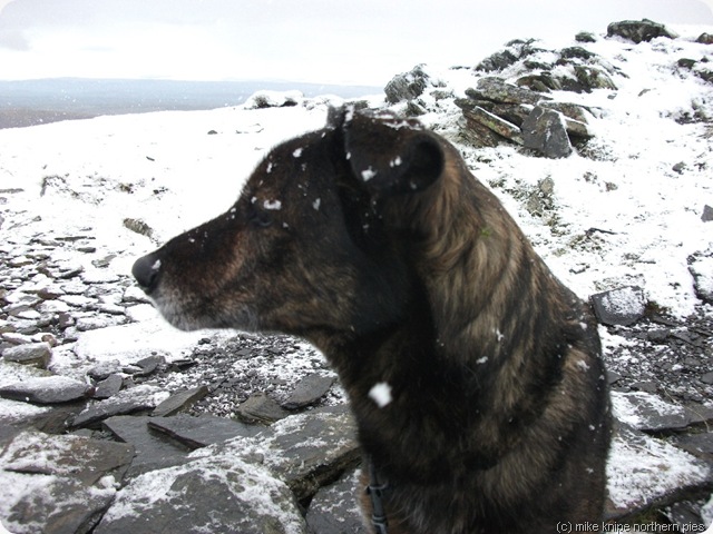 dog with snowflakes dog with snowflakes