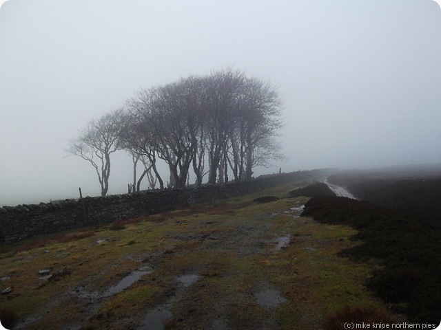 elephant trees in the clag