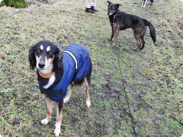 molly and bruno molly and bruno