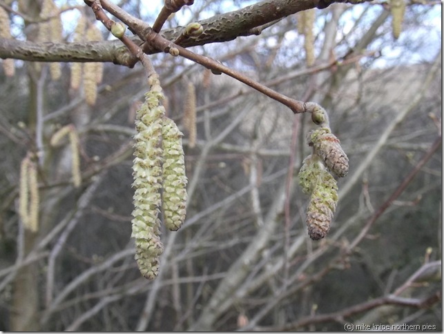 catkins near button bank