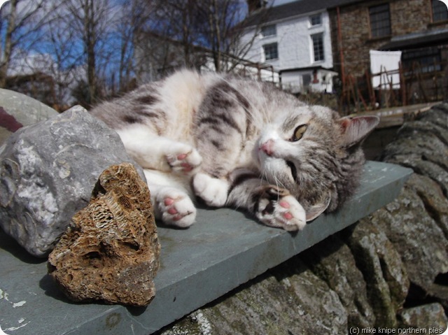 next doors cat next doors cat