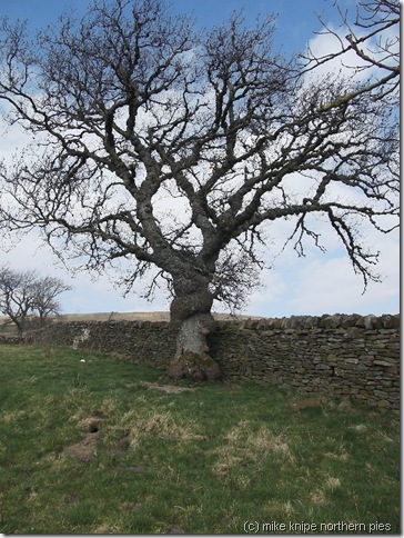 veteran ash tree veteran ash tree