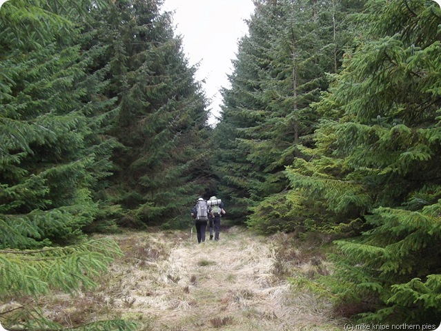up the forest up the forest