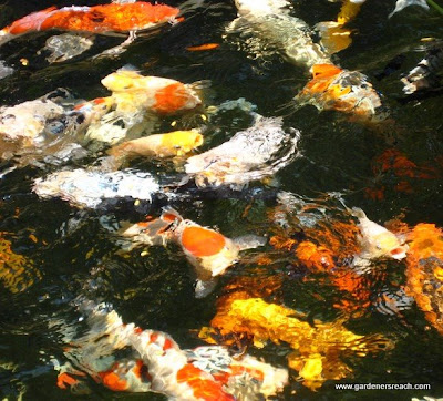 Koi
