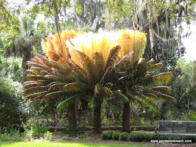Frost Damaged Palm