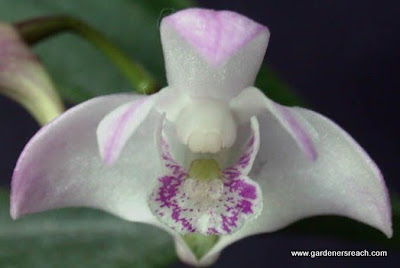 Orchid