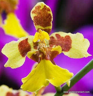 Orchid