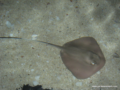 Baby Southern Sting Ray